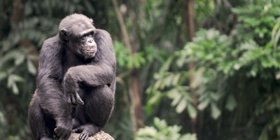 action-thumb_chimps-to-uk