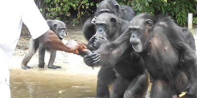 action-thumb_nybc-liberia