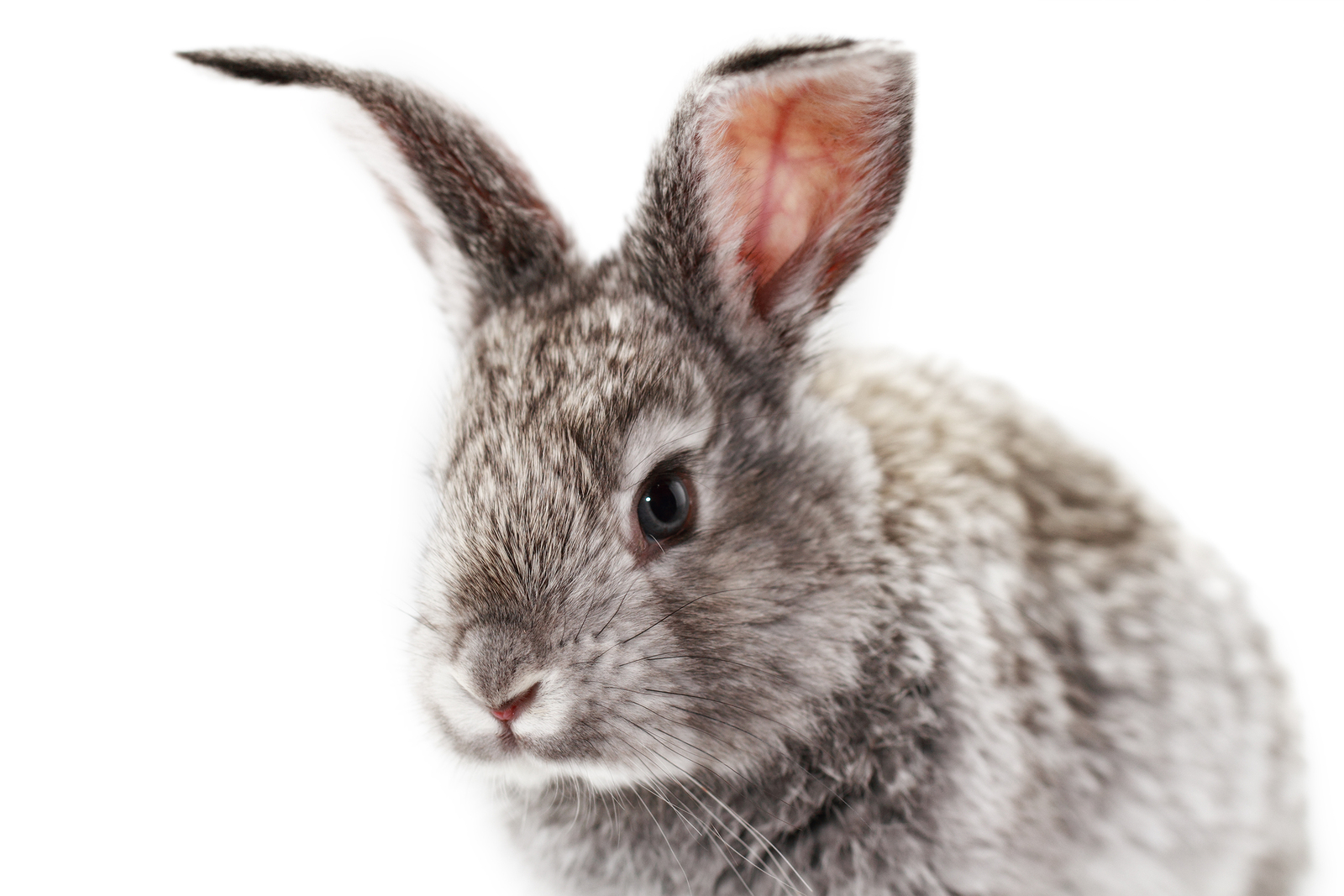 Wanted: Cruelty-Free and Safe Products