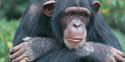 action-thumb_retire-all-chimps