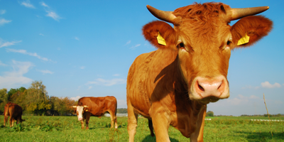 Farmed Animals - American Anti-Vivisection Society