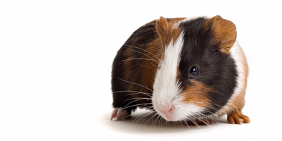 can guinea pigs transmit diseases to dogs