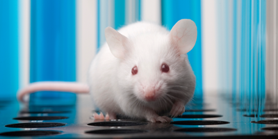 Mice & Rats - American Anti-Vivisection Society