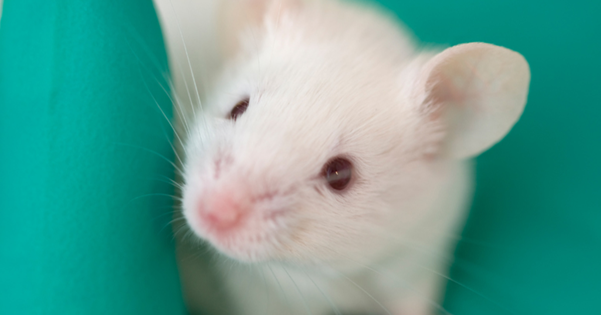 mouse