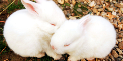 Rabbits - American Anti-Vivisection Society