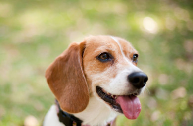 Beagle