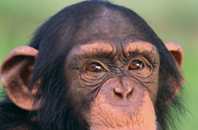 Chimp