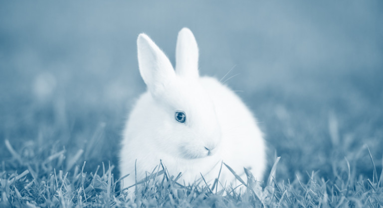 Cruelty-Free Cosmetics in the . - American Anti-Vivisection Society