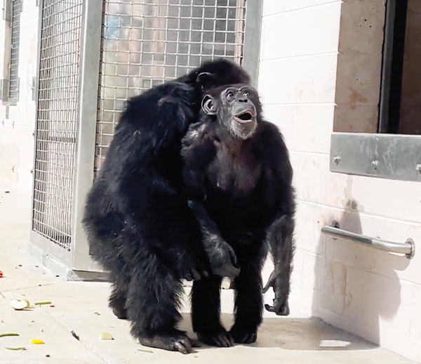 Vanilla seeing the open sky - Save the Chimps