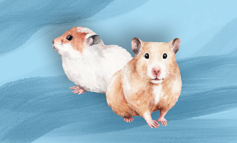 Hamsters