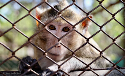 Macaque in cage