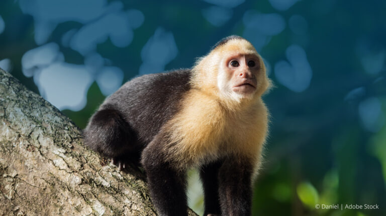 Capuchin