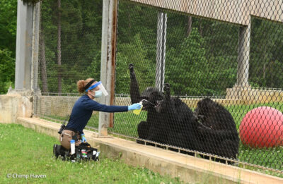 Chimp Haven Caregiver