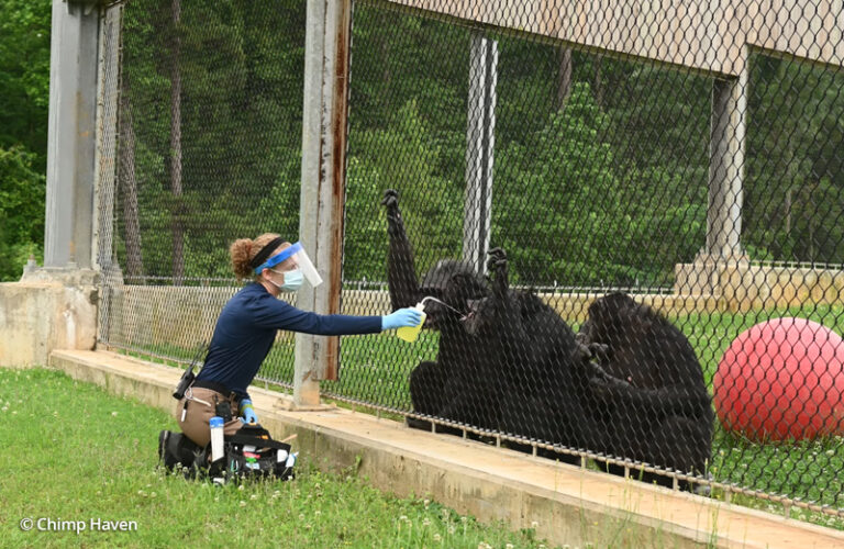 Chimp Haven Caregiver