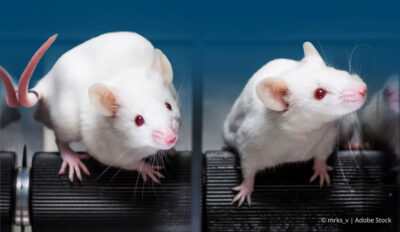Mice in lab