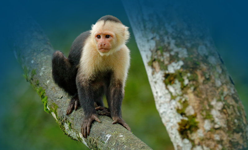 Capuchin on tree branch