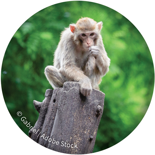 Macaque on tree