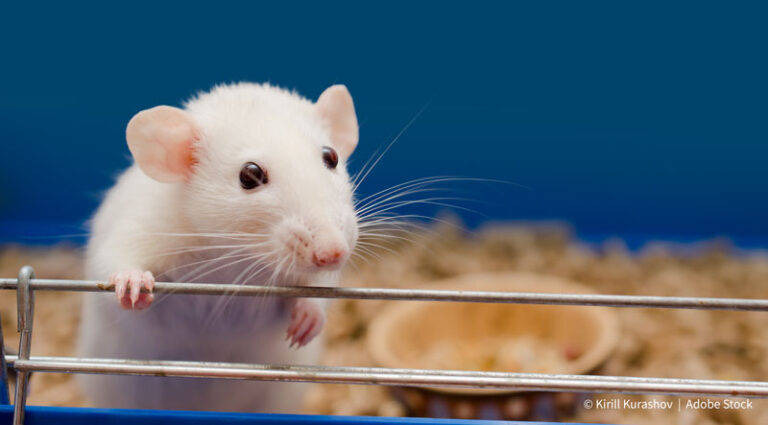Lab rat