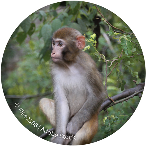 macaque