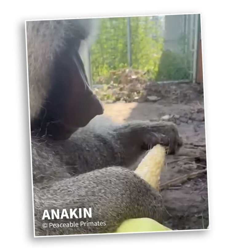 Anakin | © Peaceable Primates