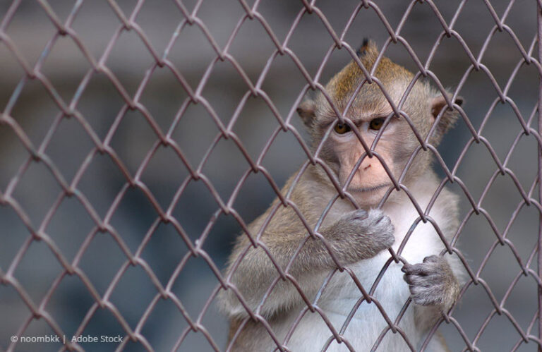 Macaque in cage