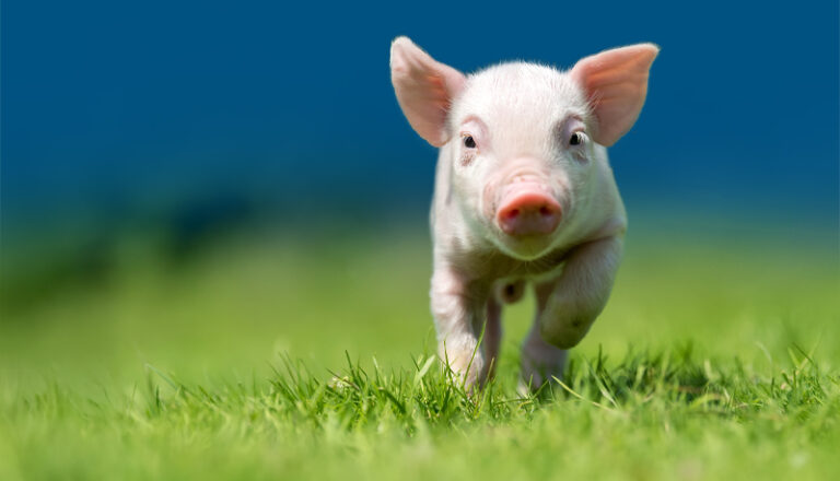 Pig