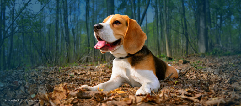 beagle