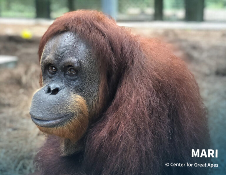 Mari | © Center for Great Apes