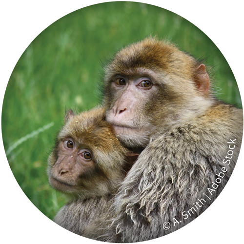 Two macaques