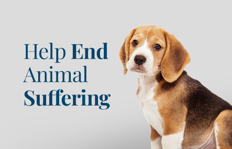 Beagle with text "Help End Animal Suffering"