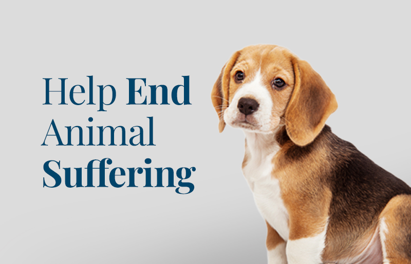 Beagle with text "Help End Animal Suffering"