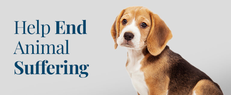 Beagle with text "Help End Animal Suffering"