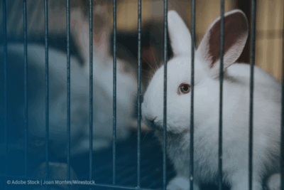 Bunny in cage