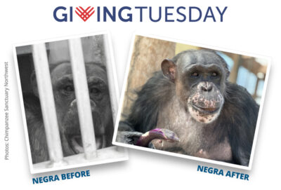 Negra Before and After | Giving Tuesday
