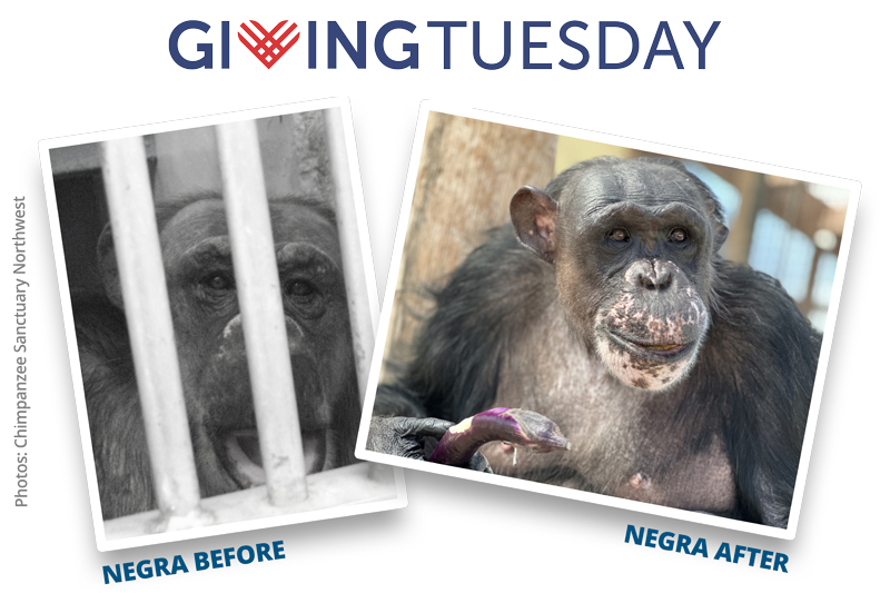 Negra Before and After | Giving Tuesday