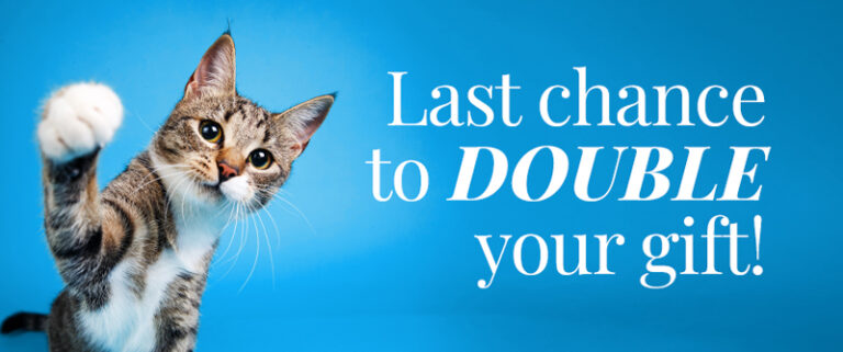 Cat with text "Last chance to DOUBLE your gift!"