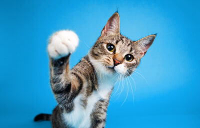 cat with paw reaching forward