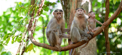 Macaques Outside | Berit Kessler © Adobe Stock