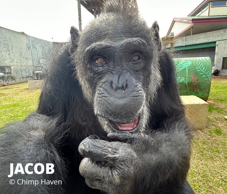 Jacob | © Chimp Haven