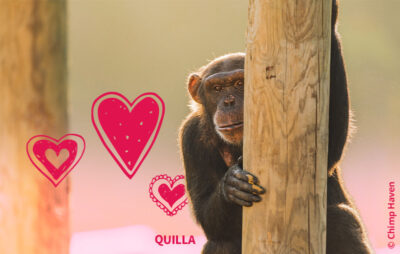 Quilla © Chimp Haven