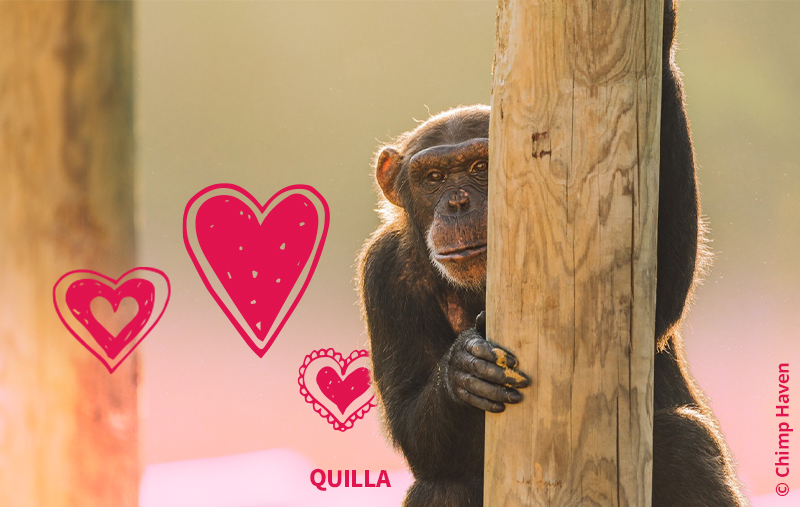 Quilla © Chimp Haven