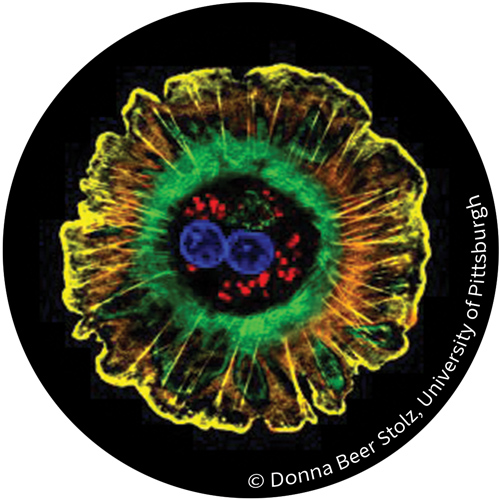 Liver cell - Image by Donna Beer Stolz, University of Pittsburgh