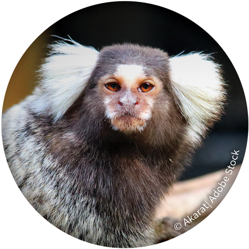 marmoset
