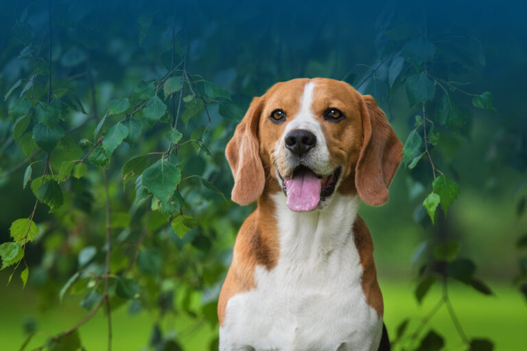 Beagle © Adobe Stock