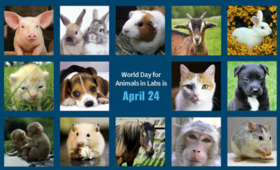 World Day for Animals in Labs is April 24