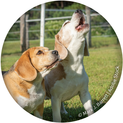 Beagles