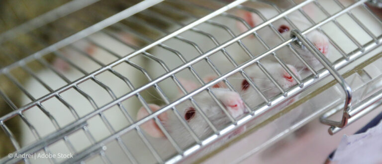 Mice in cage