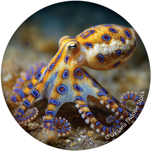 Octopus