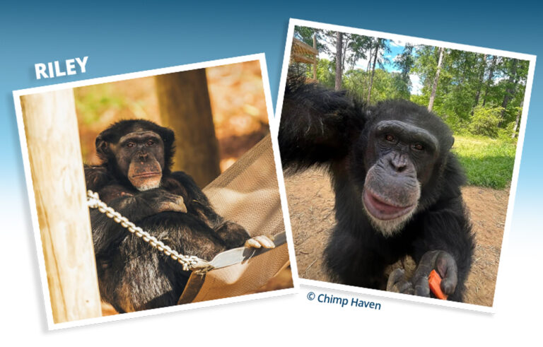 Chimp day 2026 Chimp Haven Riley