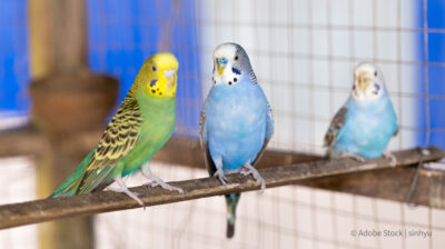 Parakeets in cage